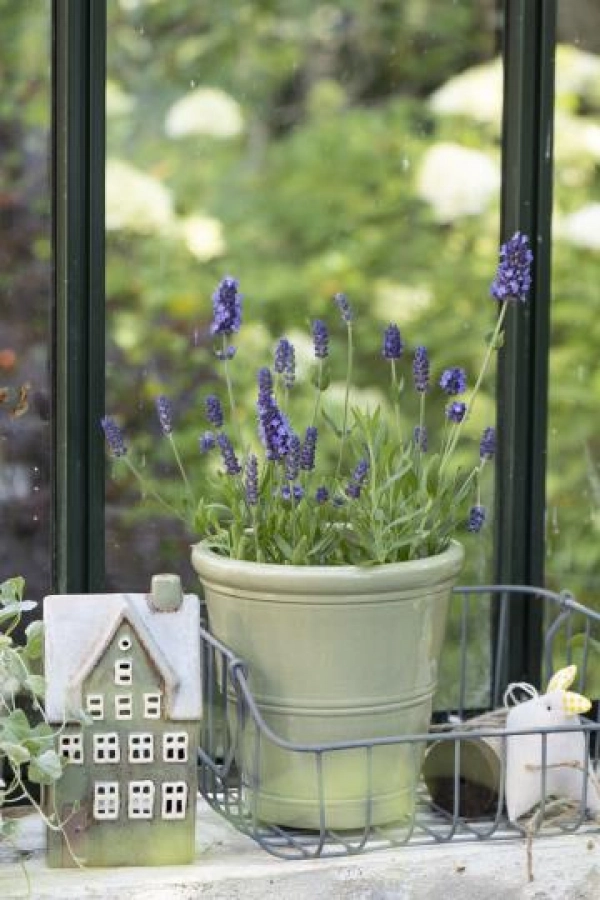 dr&ocirc;ten&yacute; ko&scaron;&iacute;k s u&scaron;kami / set  2ks 