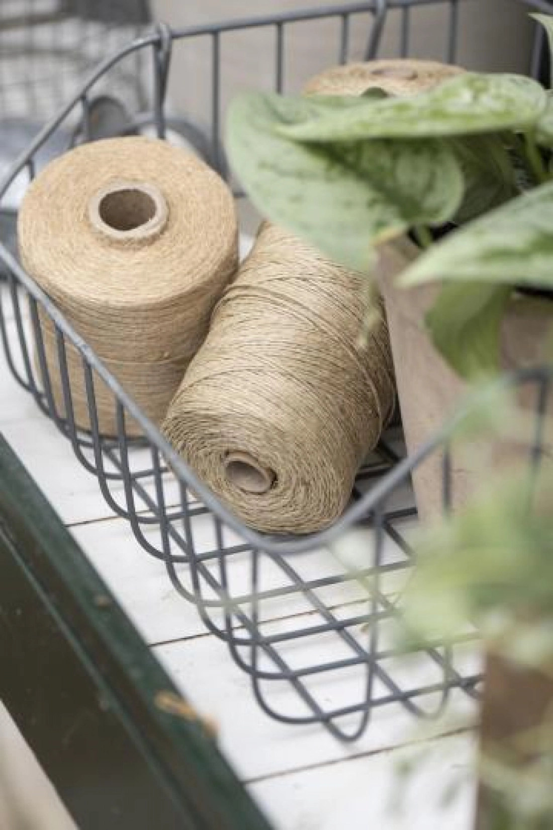 dr&ocirc;ten&yacute; ko&scaron;&iacute;k s u&scaron;kami / set  2ks 